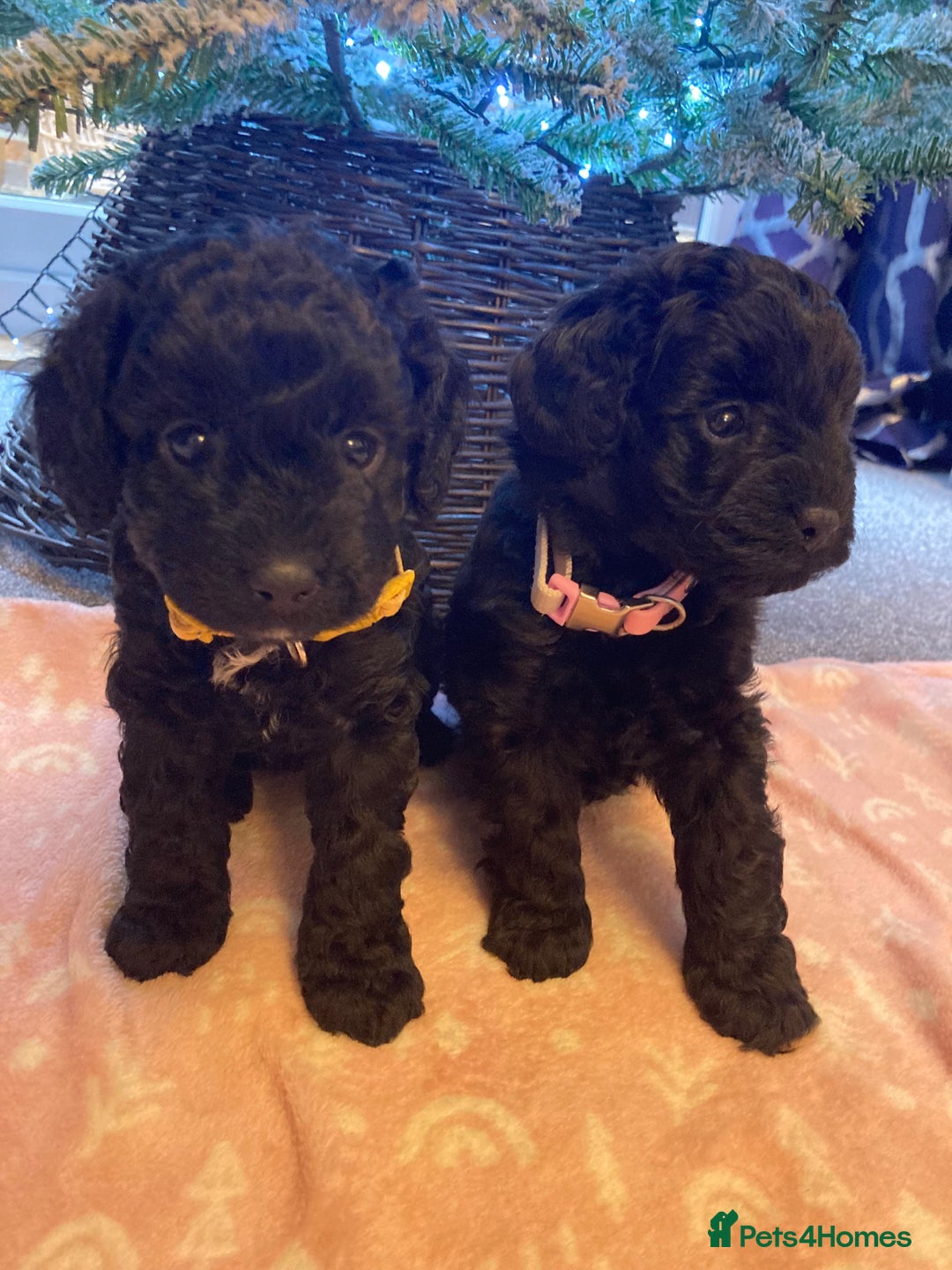 Cavapoo dogs for sale: F1b cavapoo puppies - Advert 1