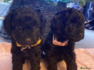 Cavapoo dogs F1b cavapoo puppies - Advert 4
