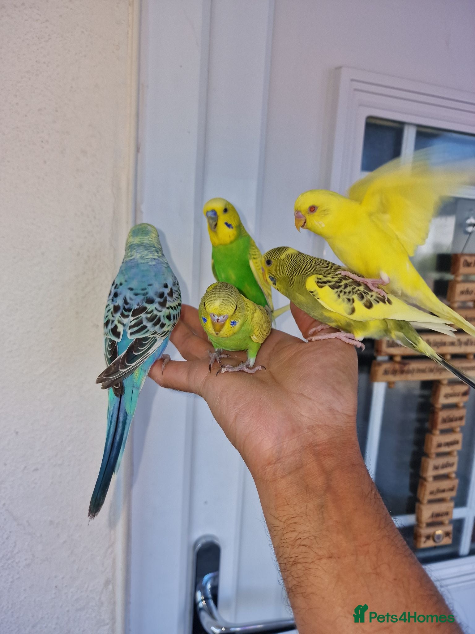 Budgerigars birds Super Silly hand tamed budgie - Advert 8