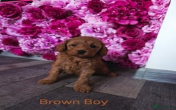 Cavapoo dogs for sale: CAVAPOO F1B RED HEALTY TESTED PARENTS - Image 2