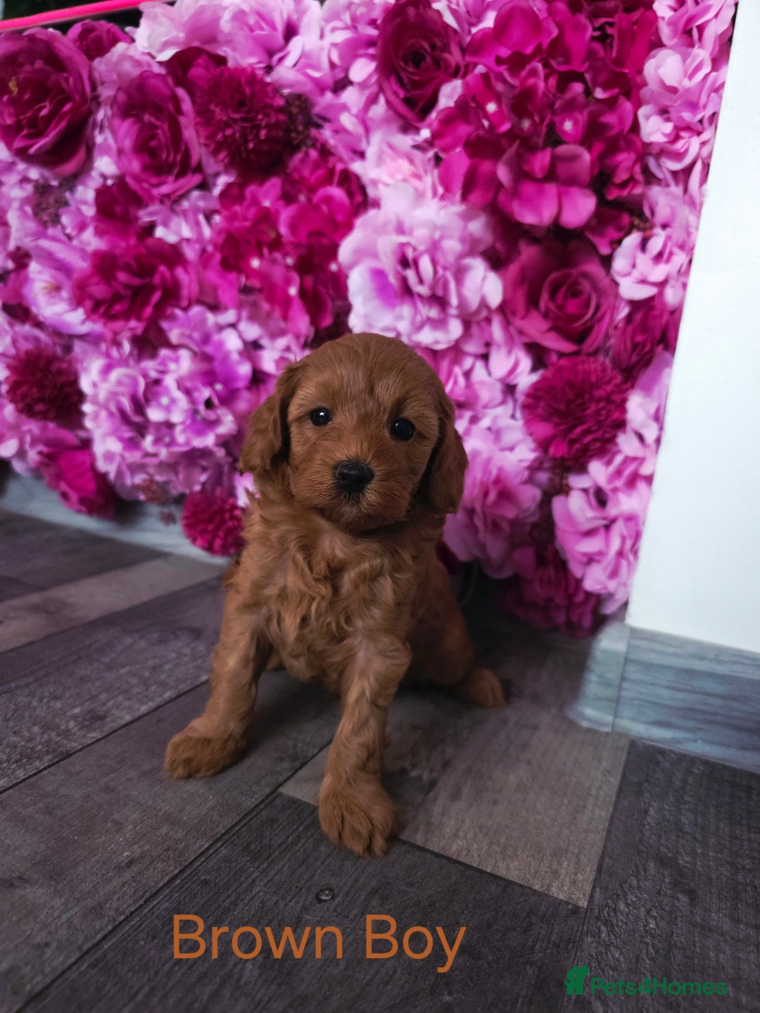 Cavapoo dogs for sale: CAVAPOO F1B RED HEALTY TESTED PARENTS - Image 2