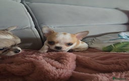 Chihuahua dogs for sale: Beautiful Tiny Chihuahua puppies  - Image 14