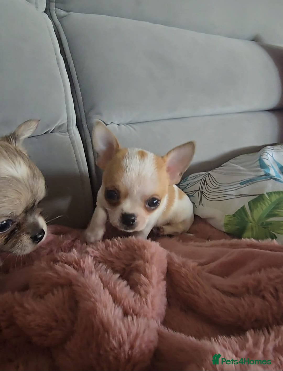 Chihuahua dogs for sale: Beautiful Tiny Chihuahua puppies  - Image 14
