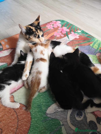 British Shorthair cats Adorable kittens - Advert 1