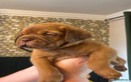 Dogue De Bordeaux dogs for sale: 6 stunning chunky Douge de Bordeux pups - Image 27