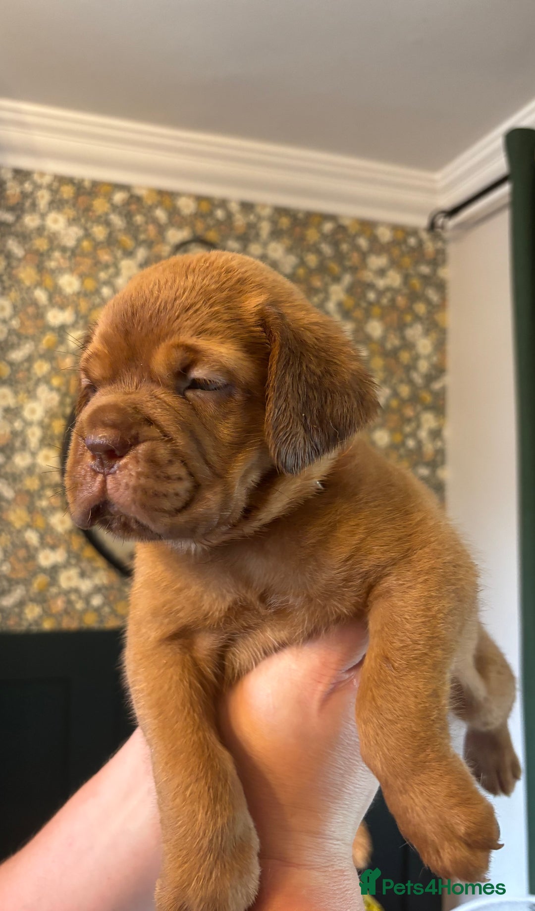 Dogue De Bordeaux dogs for sale: 6 stunning chunky Douge de Bordeux pups - Image 27