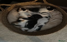 Mixed Breed cats for sale: Kittens - Image 14