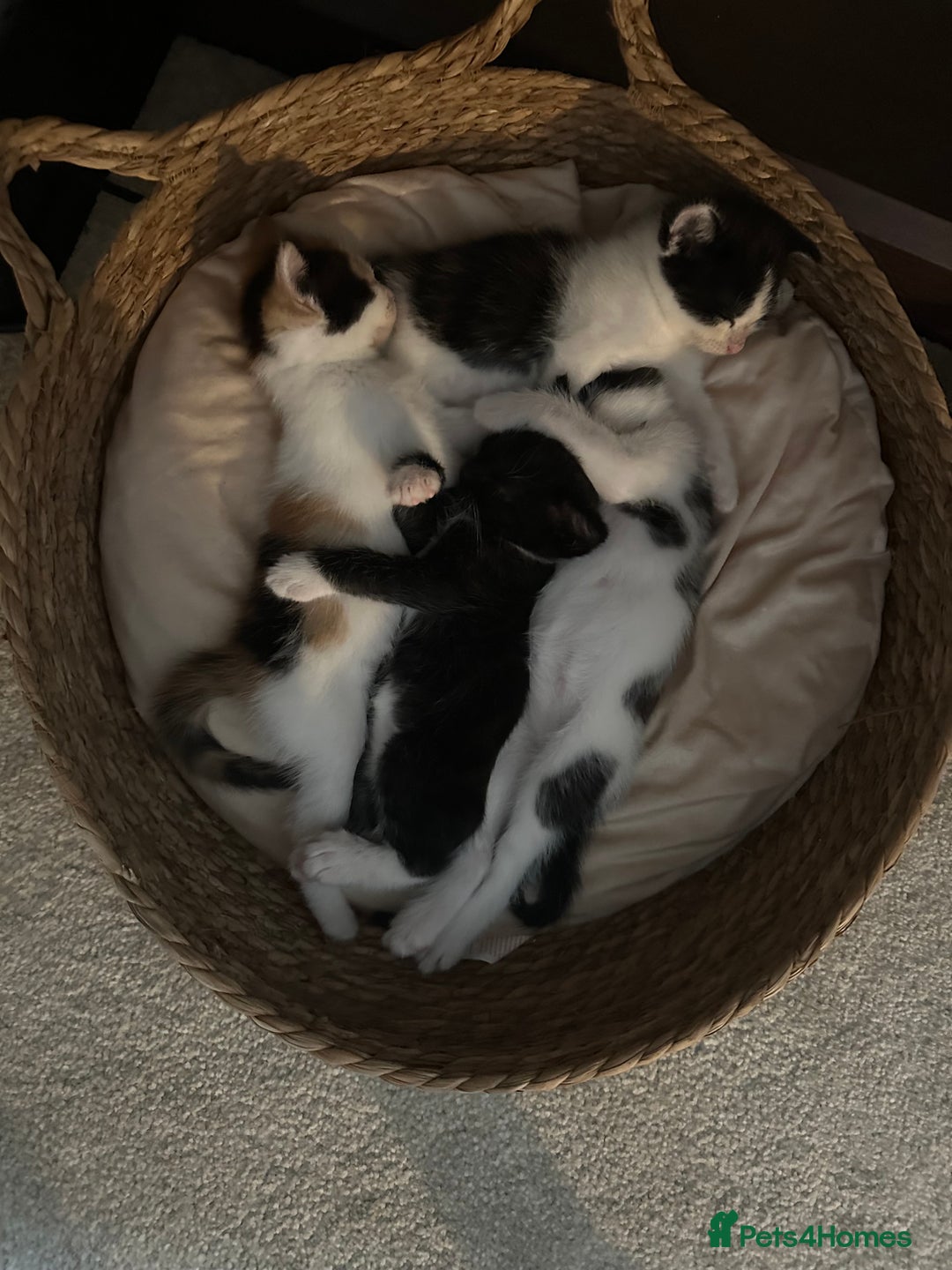 Mixed Breed cats for sale: Kittens - Image 14