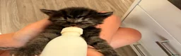Mixed Breed cats for sale: Kittens  - Advert 6