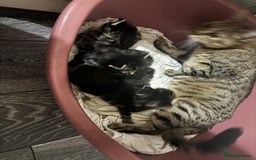 Mixed Breed cats for sale: 2 male 2 female beautiful kittens - Image 3