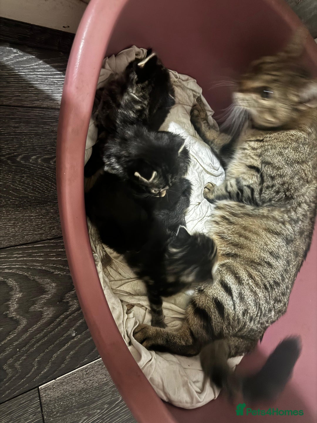 Mixed Breed cats for sale: 2 male 2 female beautiful kittens - Image 3