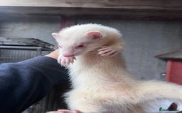 Ferret rodents for sale: Male ferrets born may 25 - Image 23