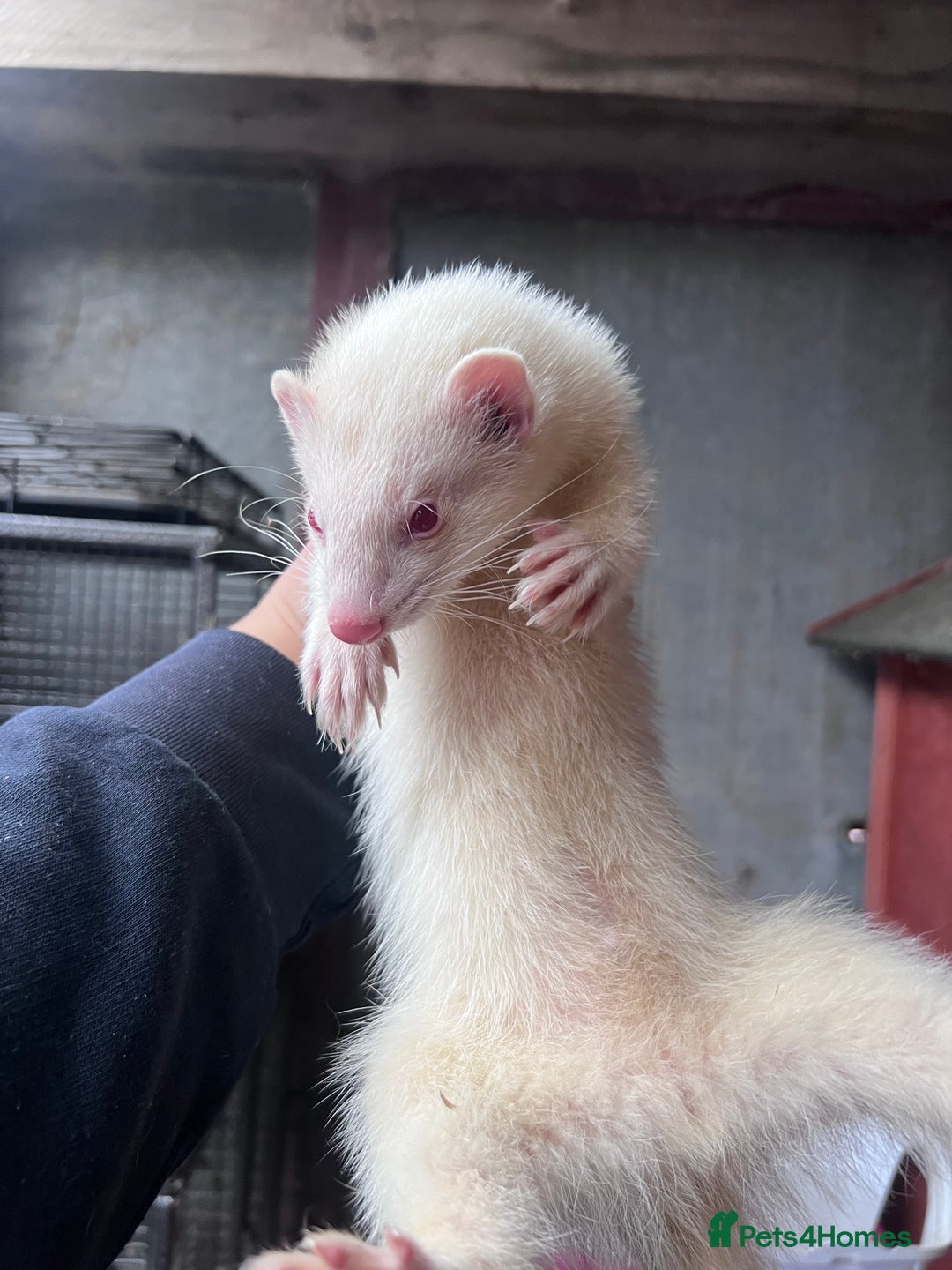 Ferret rodents for sale: Male ferrets born may 25 - Image 23