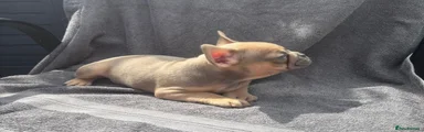 French Bulldog Puppy 11