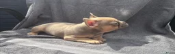 French Bulldog dogs for sale: 🔥 Unbelievable litter of 11 French Bulldogs 😍 - Advert 38
