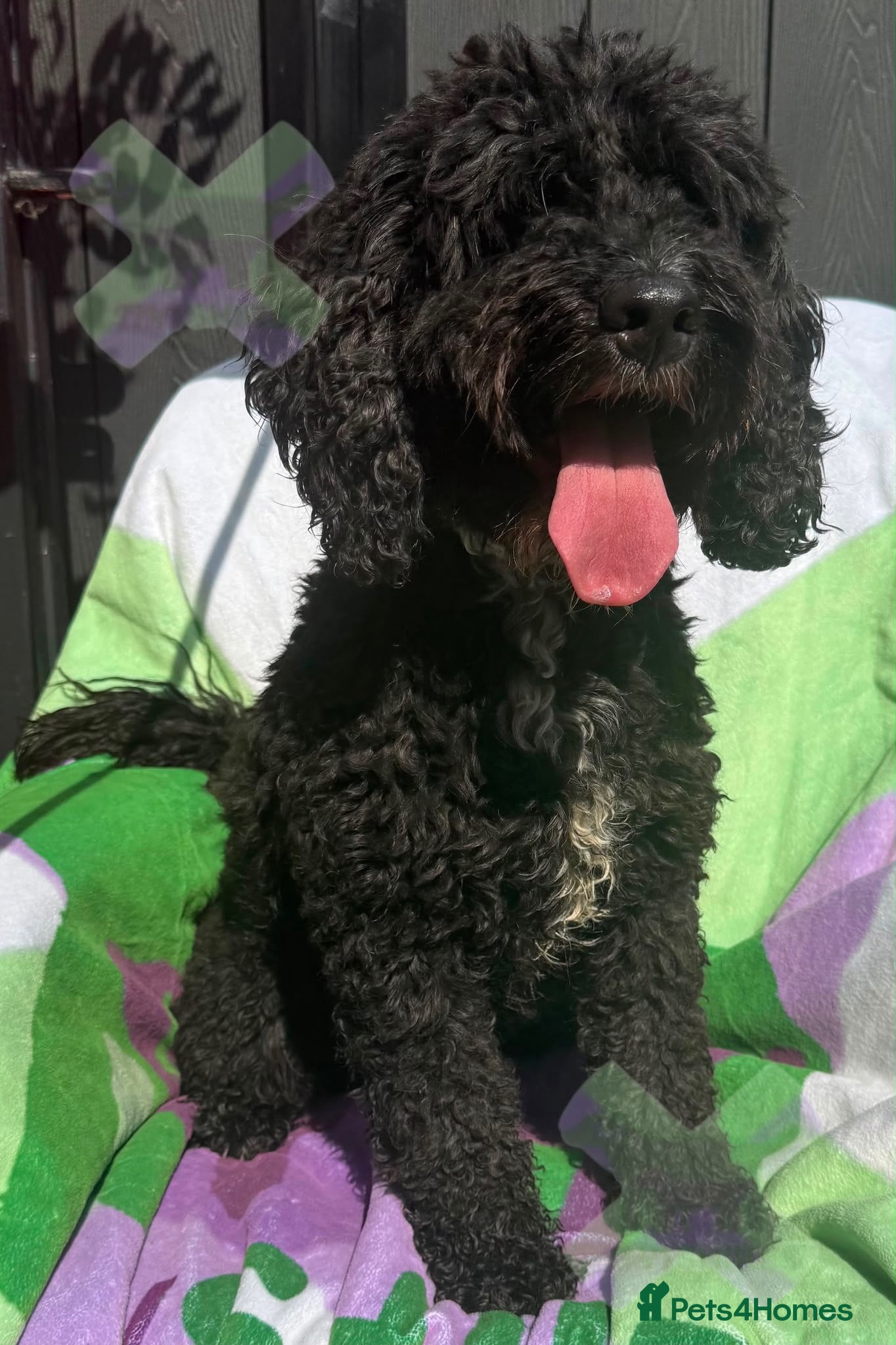 Cockapoo dogs Adult f1 black and white boy 5 years dna clear  - Advert 15