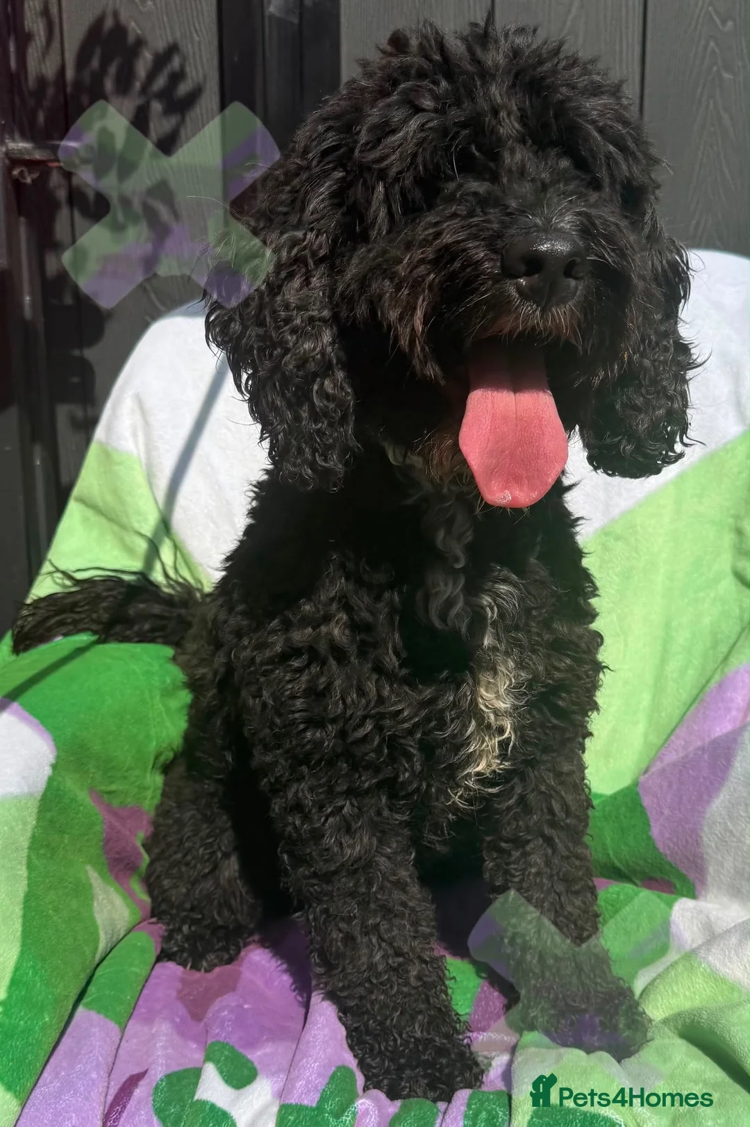 Cockapoo dogs for sale: Adult f1 black and white boy 5 years dna clear  - Advert 1