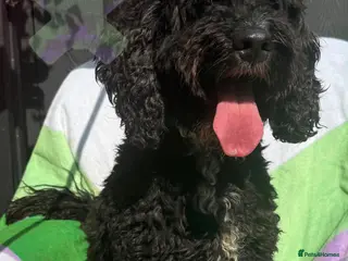 Cockapoo dogs Adult f1 black and white boy 5 years dna clear - Advert 15