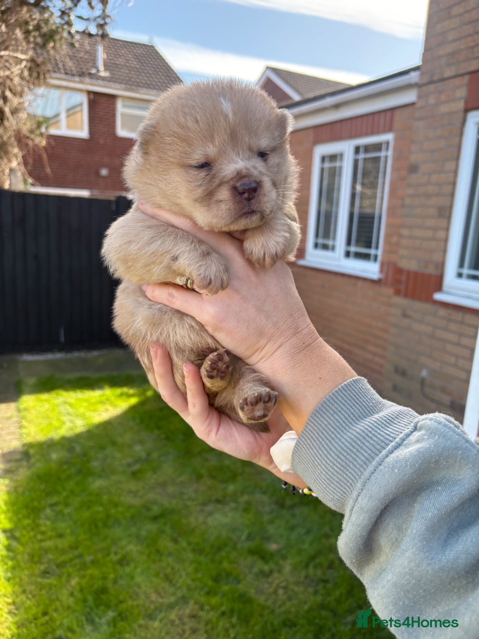 Chow Chow dogs Chow Puppies - Advert 8