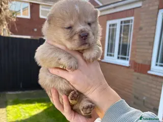 Chow Chow dogs Chow Puppies - Advert 8