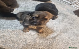 German Shepherd dogs for sale: German shepard pups - Image 11