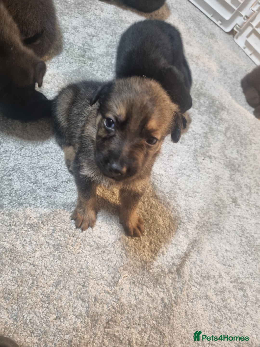 German Shepherd dogs for sale: German shepard pups - Image 11
