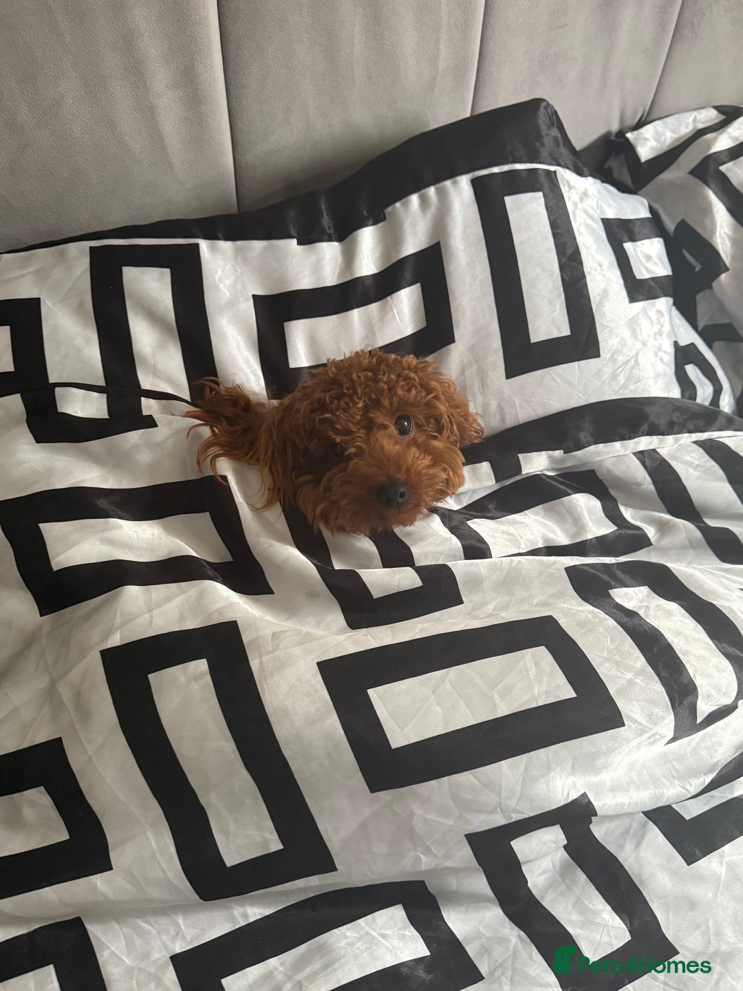 Toy Poodle dogs for sale: Toy Poodle Sprout  - Image 2