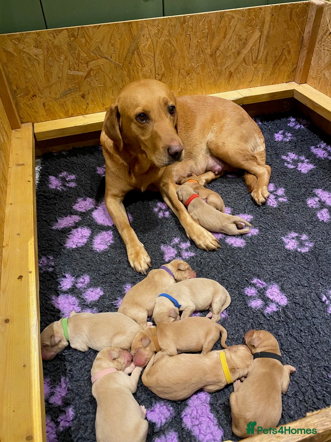 Labradoodle dogs for sale: 1st generation standard size labradoodles - Advert 2