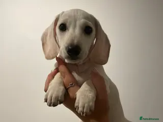 Miniature Dachshund dogs Ready now - KC Smooth Haired Miniature Dachshund - Advert 6