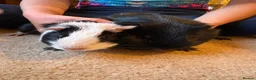 Guinea Pig rodents for sale: Boy & dad guinea pigs - Advert 2
