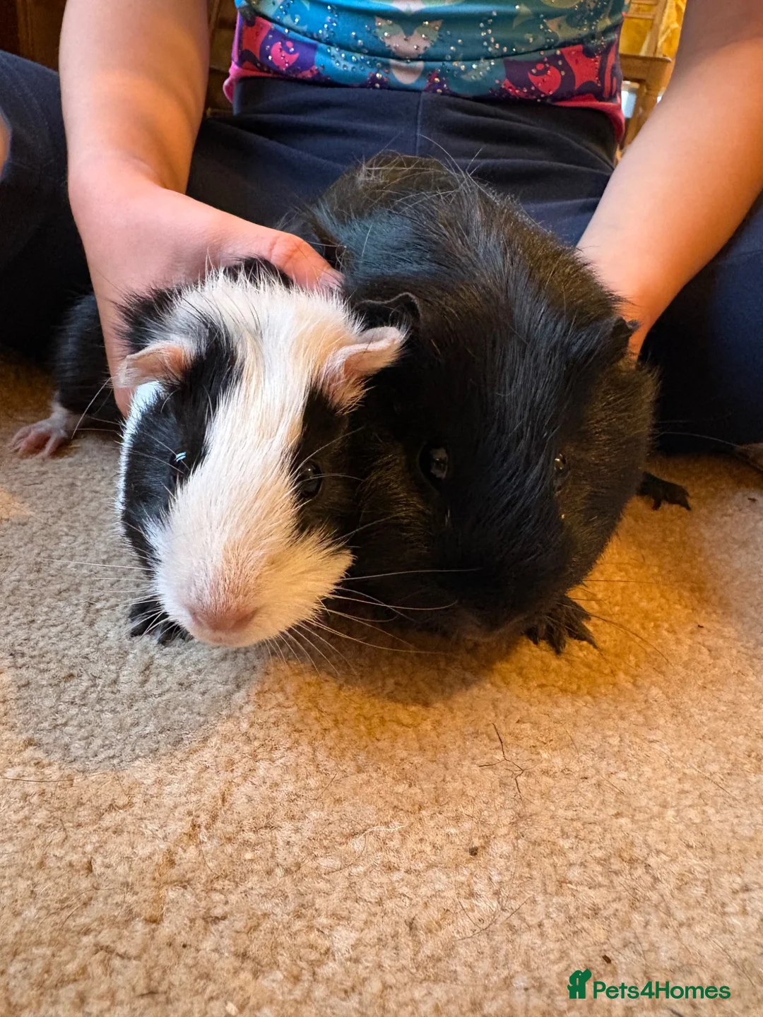 Guinea Pig rodents for sale: Boy & dad guinea pigs - Advert 2