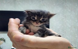 Maine Coon cats for sale: 5 beautiful full Maine Coon kittens for sale - Advert 9