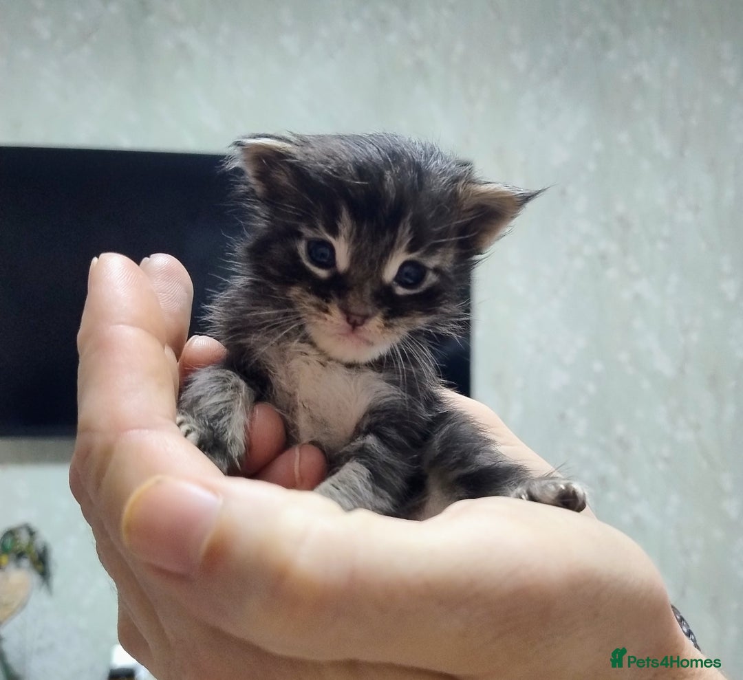 Maine Coon cats for sale: 5 beautiful full Maine Coon kittens for sale - Advert 9