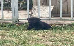 Borador dogs for sale: Beautiful Collie x Labrador Puppies - Image 14