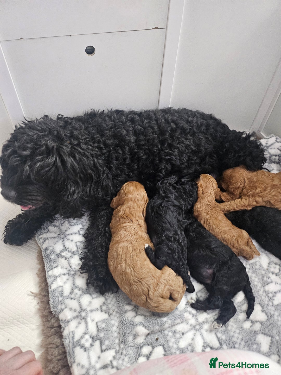 Cavapoo dogs for sale: Gorgeous F1b Toy Cavapoo Babies   - Advert 20