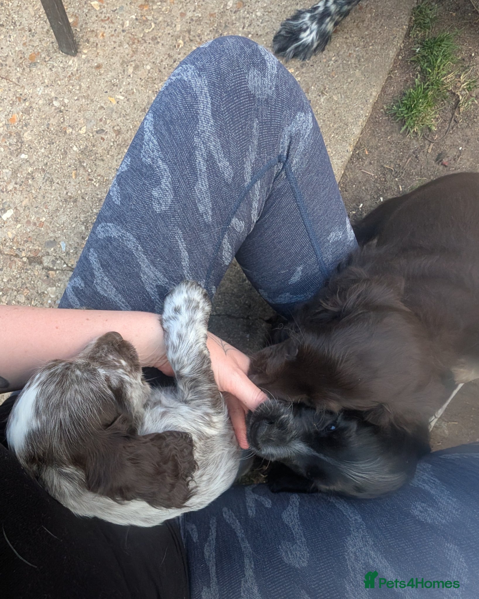 Cocker Spaniel dogs for sale: Beautiful cocker spaniel puppies  - Advert 3