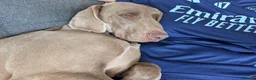 Weimaraner dogs for sale: Looking for a forever home in Canvey Island - Advert 5