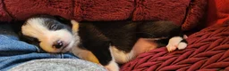 Border Collie dogs for sale: Beautiful Border Collie Puppies - Advert 20