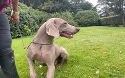 Weimaraner dogs for sale: Quality Weimaraner Puppies - Image 14