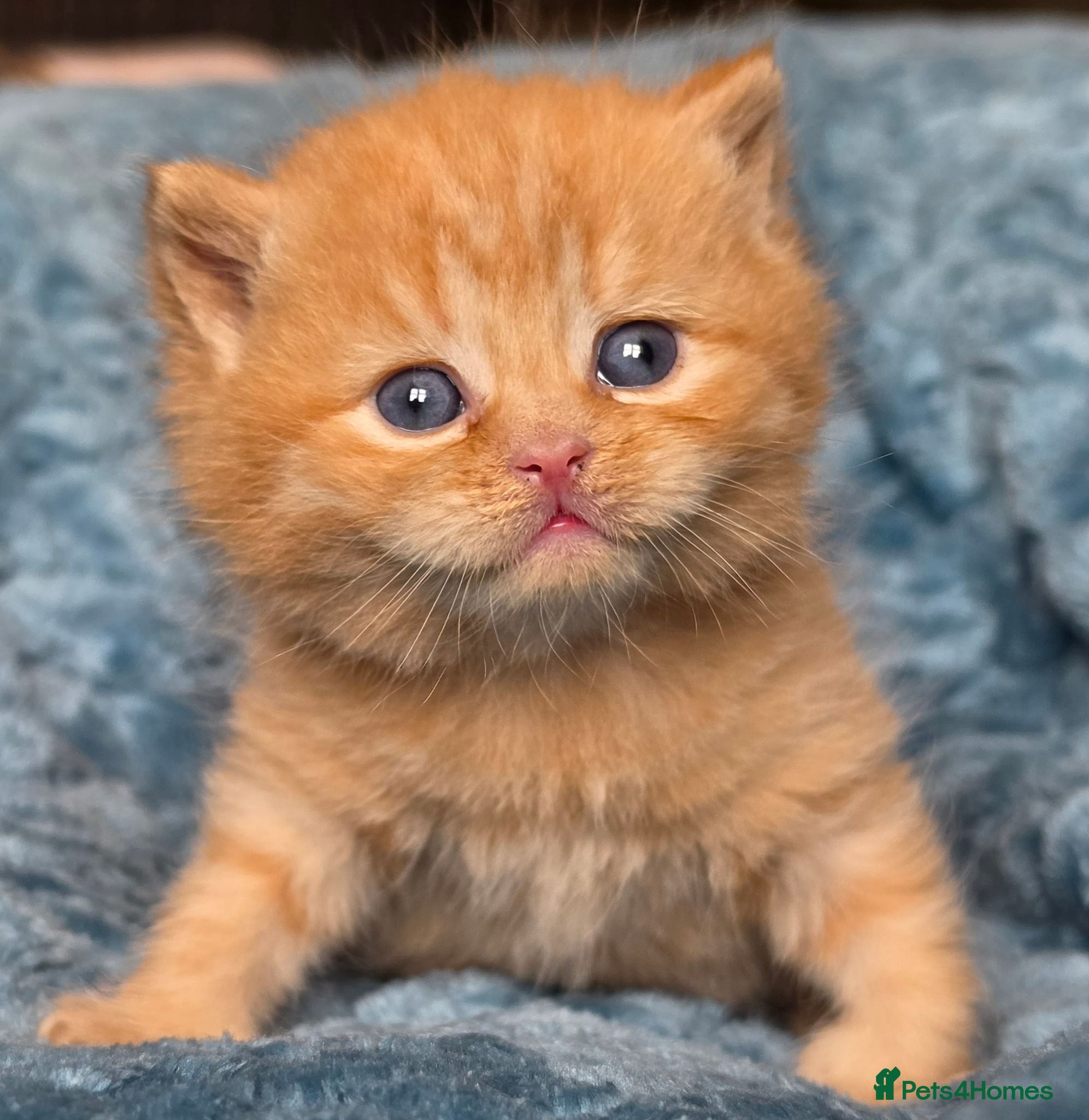 British Shorthair cats BSH and BLH TICA  reg kittens - Advert 22