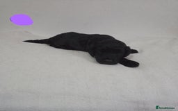 Cockapoo dogs for sale: Cockapoo puppies for sale - Image 2