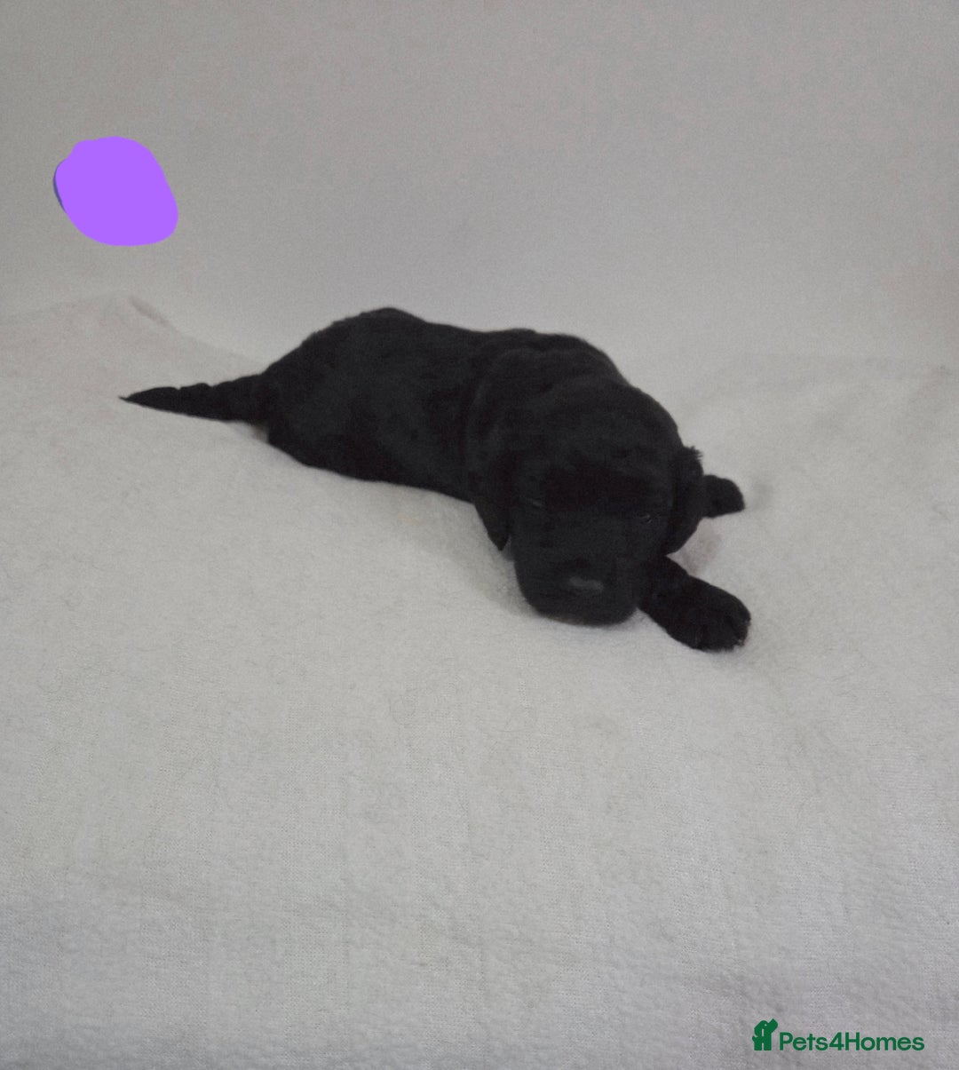 Cockapoo dogs for sale: Cockapoo puppies for sale - Image 2