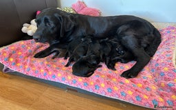 Labrador Retriever dogs for sale: 🌟🌟5 star licensed Breeder 🌟🌟🌟 - Image 4