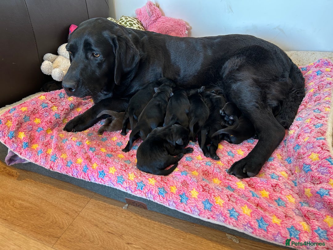Labrador Retriever dogs for sale: 🌟🌟5 star licensed Breeder 🌟🌟🌟 - Image 4