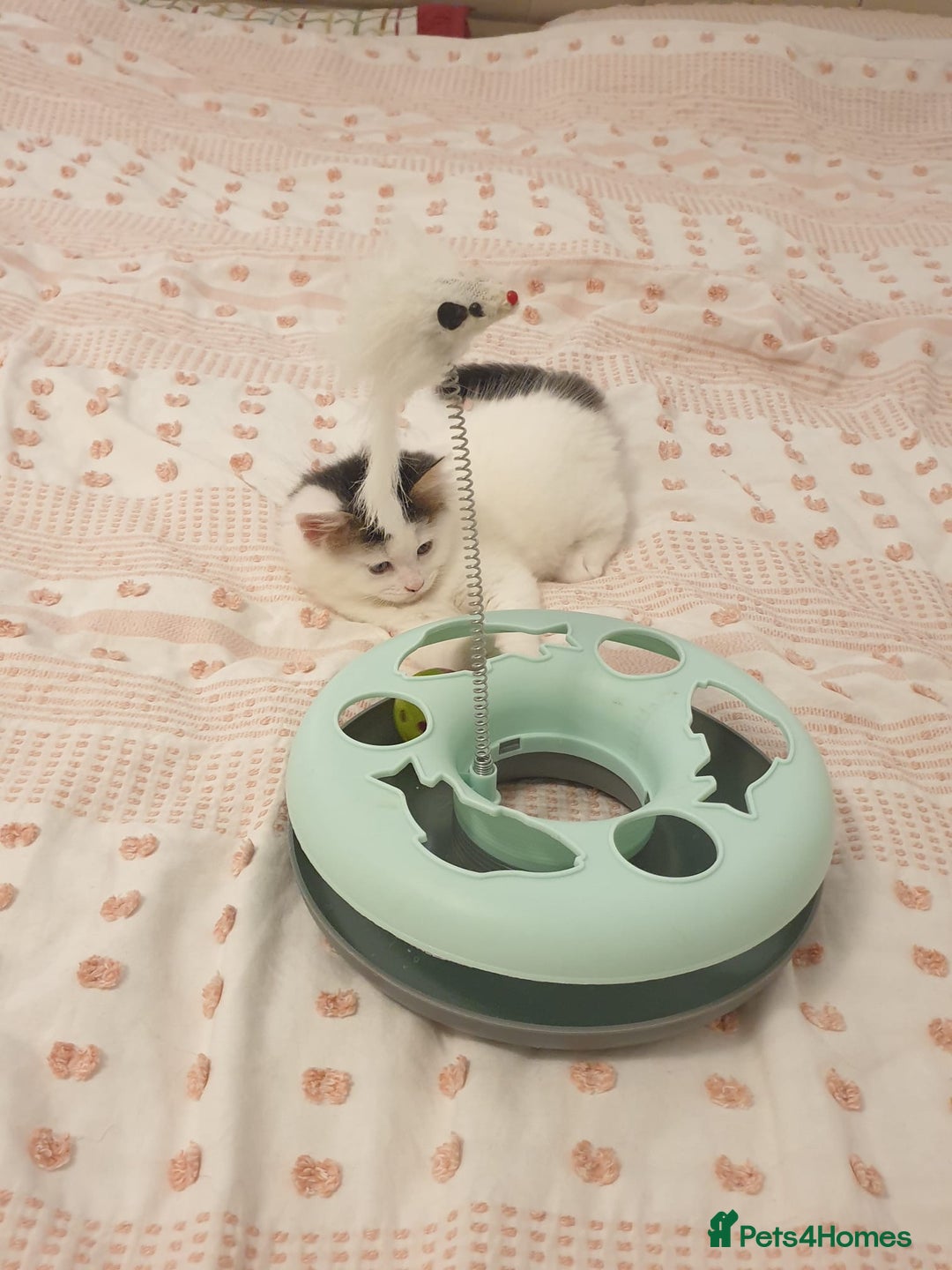 Mixed Breed cats for sale: Cute little boy  - Advert 11