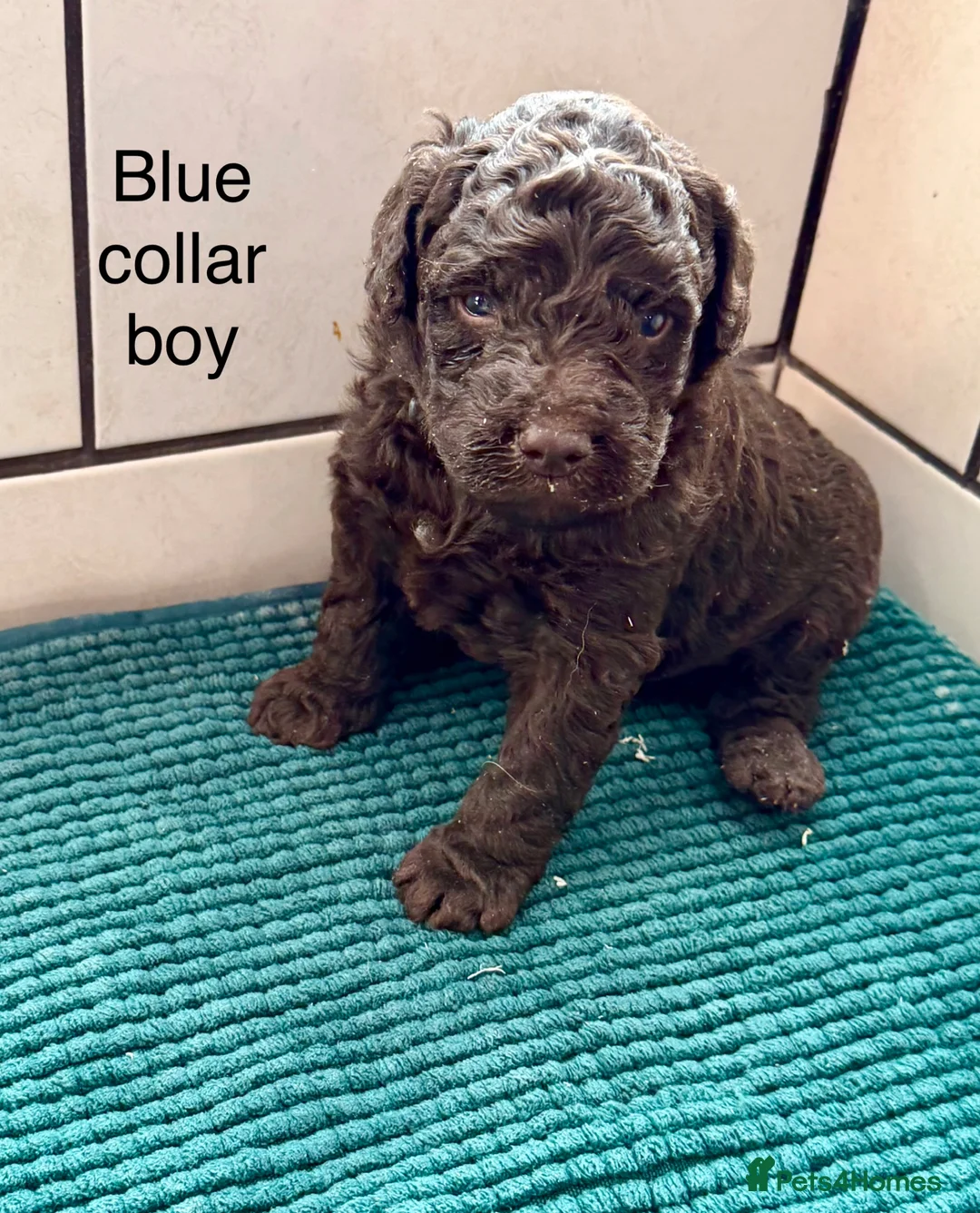 Labradoodle dogs for sale: Miniature Labradoodles- from experienced breeder - Advert 1