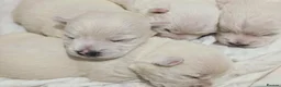 West Highland Terrier dogs for sale: Lovely KC register puppies  - Advert 9