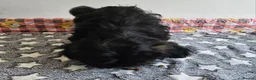Shih Tzu dogs for sale: Chocolate/ Liver Shih Tzu Puppies - Advert 11