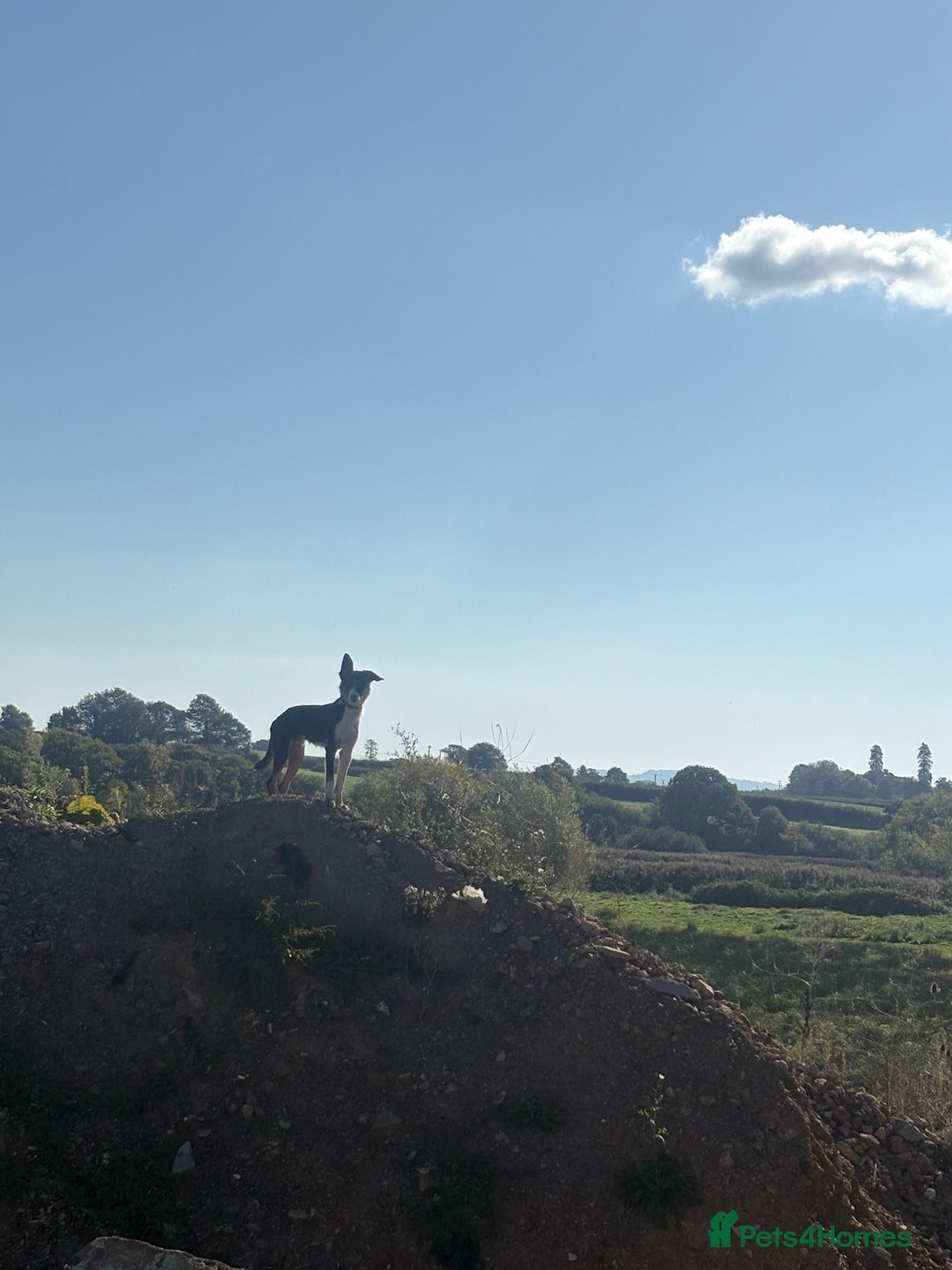 Border Collie dogs for sale: Roscoe  - Advert 4