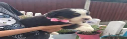 Bernese Mountain Dog dogs for sale: Beautiful Bernese Mountain Dog Puppies 7Girls 1Boy - Advert 13